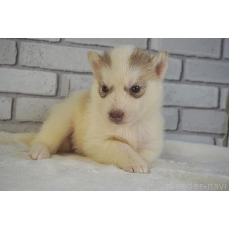 販売中の熊本県のシベリアンハスキー-436922の3枚目