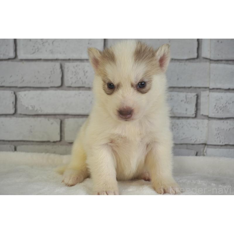 販売中の熊本県のシベリアンハスキー-436922の2枚目