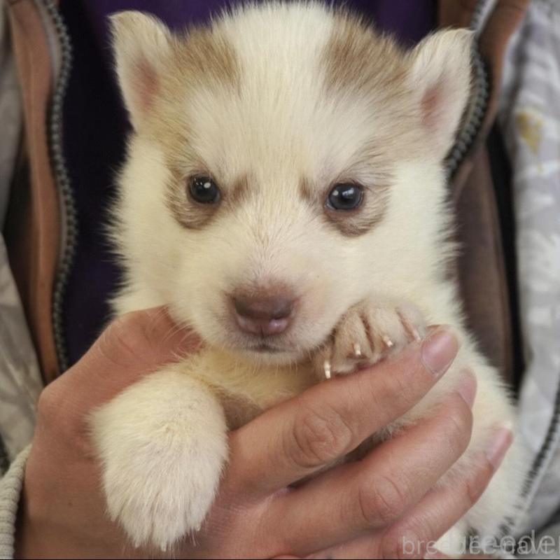 販売中の熊本県のシベリアンハスキー-436922