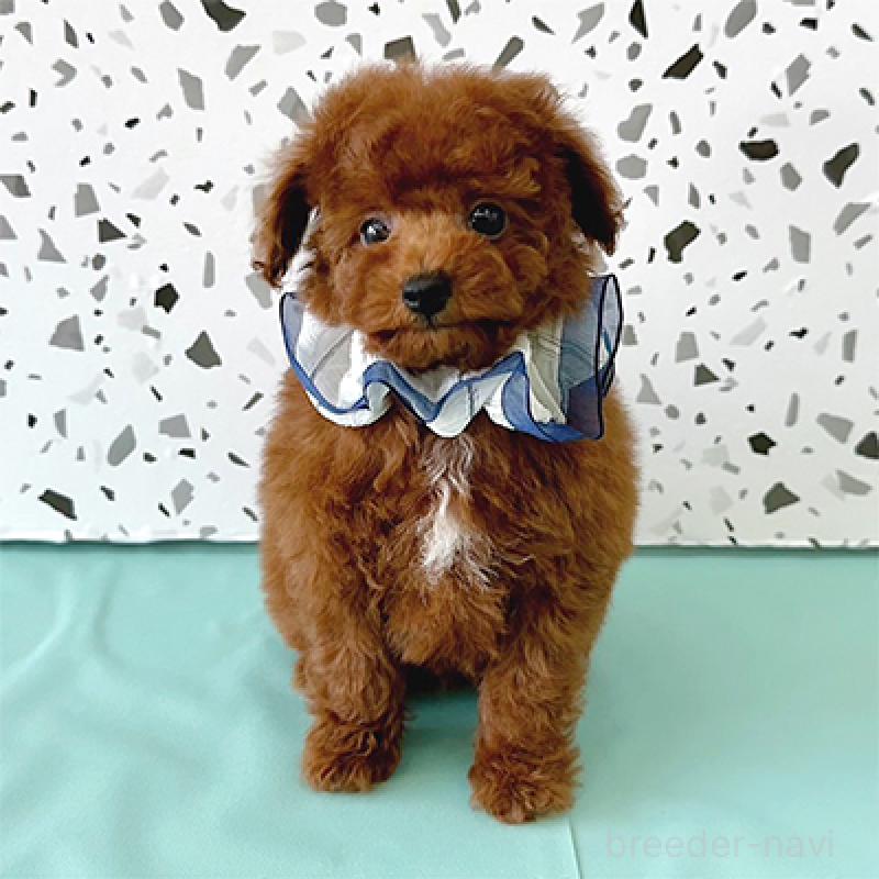 販売中の大阪府のタイニープードル-436925の1枚目