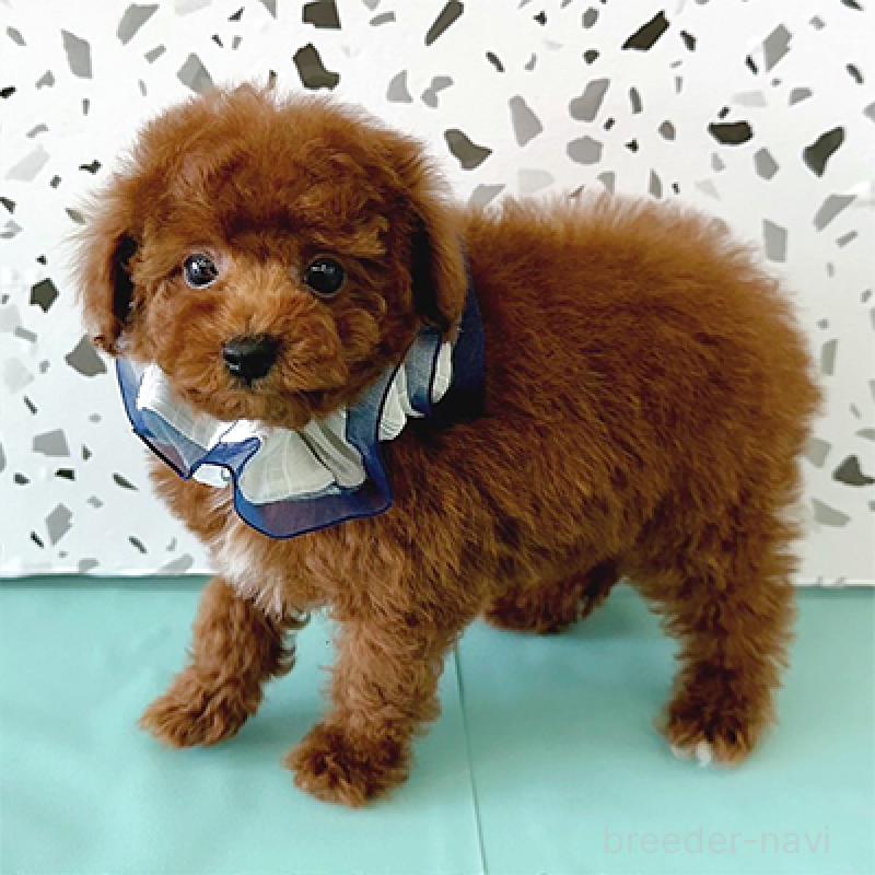 販売中の大阪府のタイニープードル-436925の4枚目