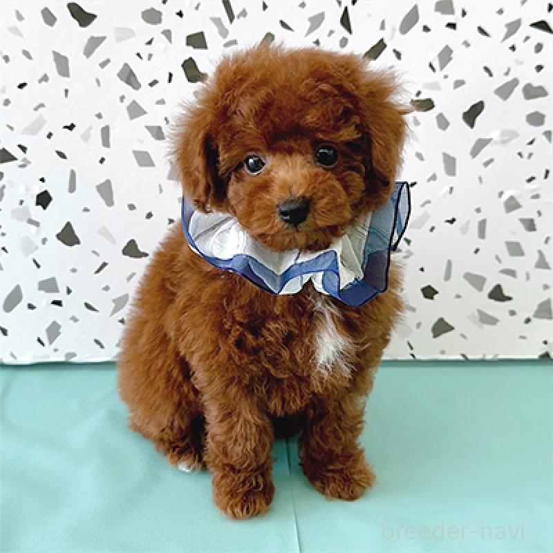 販売中の大阪府のタイニープードル-436925の3枚目