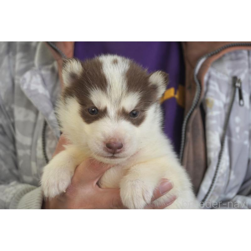 販売中の熊本県のシベリアンハスキー-436923の9枚目