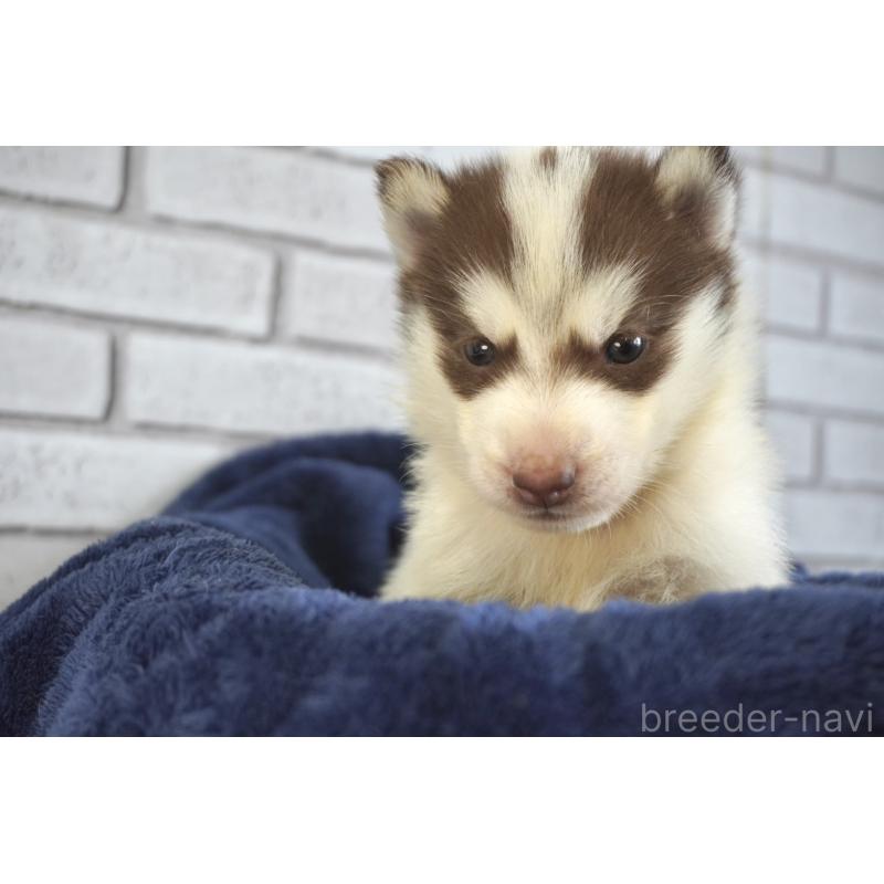 販売中の熊本県のシベリアンハスキー-436923の8枚目