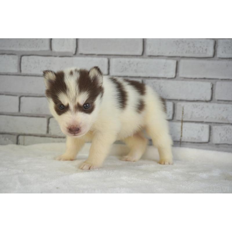 販売中の熊本県のシベリアンハスキー-436923の6枚目