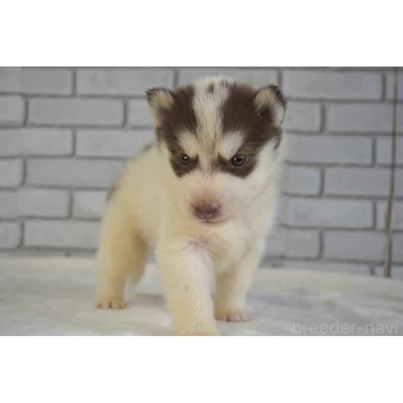 販売中の熊本県のシベリアンハスキー-436923の4枚目