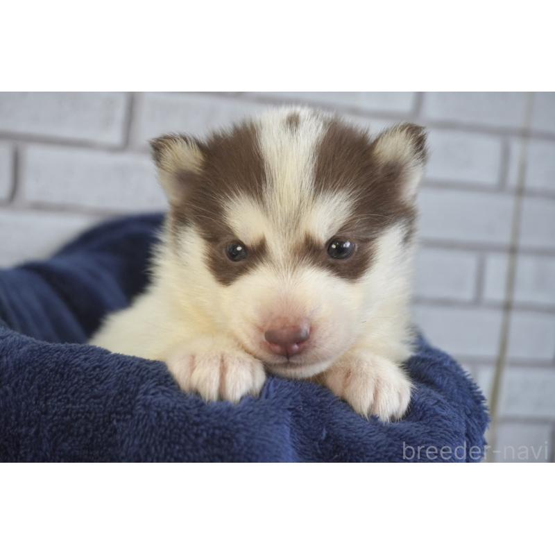 販売中の熊本県のシベリアンハスキー-436923の3枚目