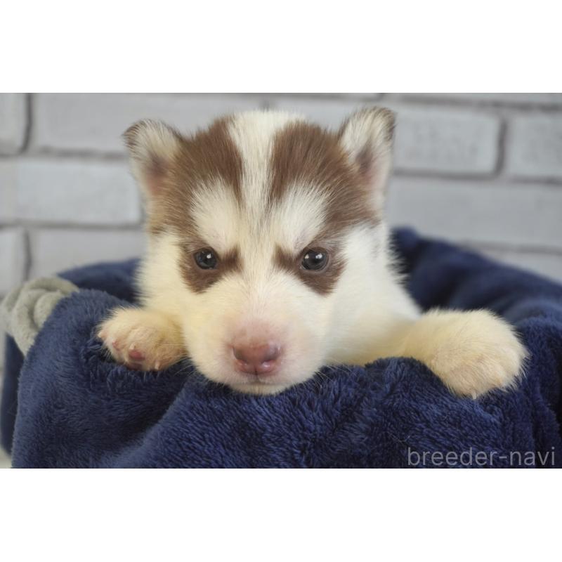 販売中の熊本県のシベリアンハスキー-436924の9枚目