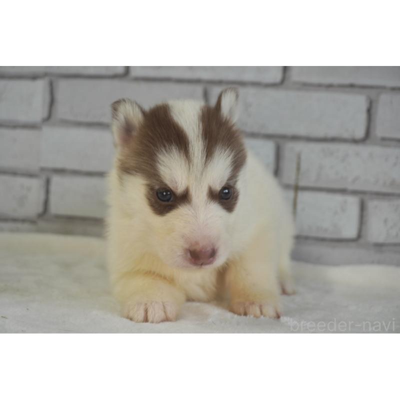 販売中の熊本県のシベリアンハスキー-436924の8枚目