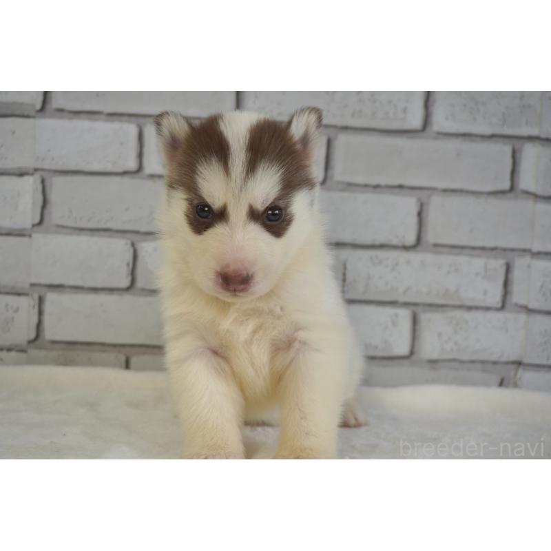 販売中の熊本県のシベリアンハスキー-436924の5枚目