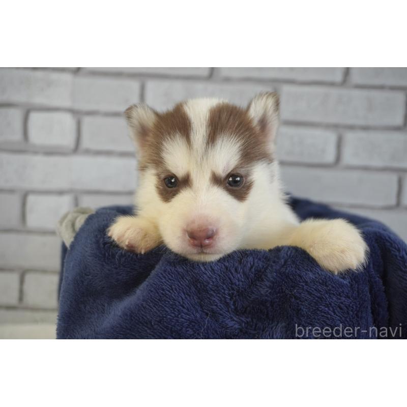 販売中の熊本県のシベリアンハスキー-436924の4枚目