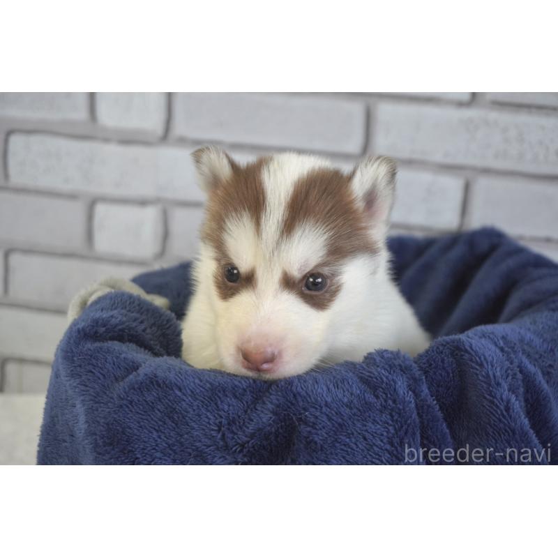 販売中の熊本県のシベリアンハスキー-436924の3枚目