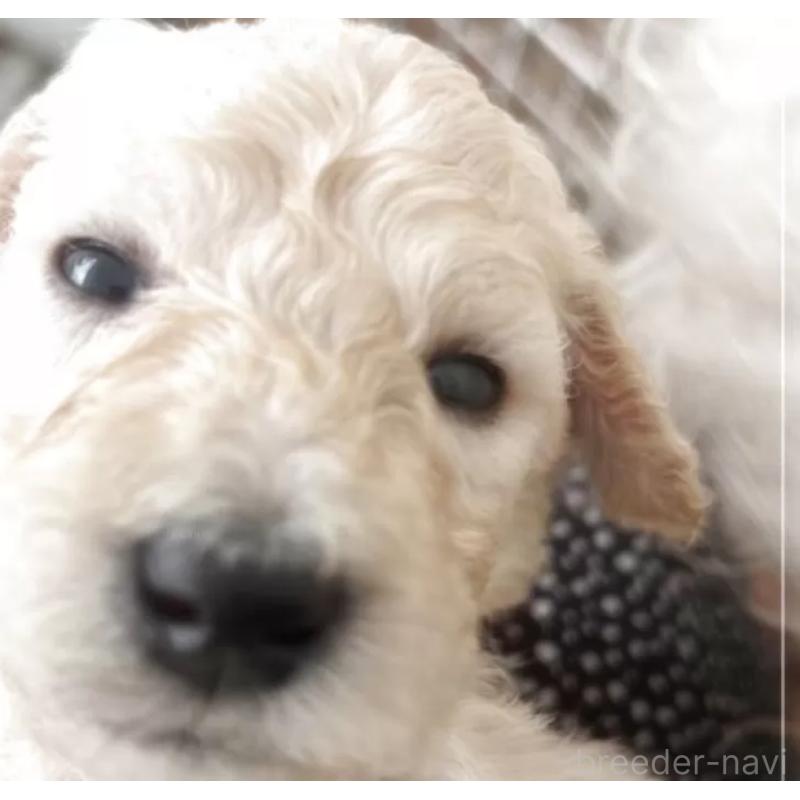 販売中の群馬県のスタンダードプードル-436927の5枚目