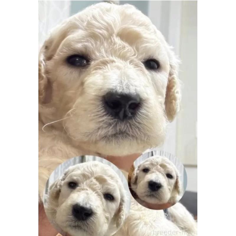 販売中の群馬県のスタンダードプードル-436927の4枚目