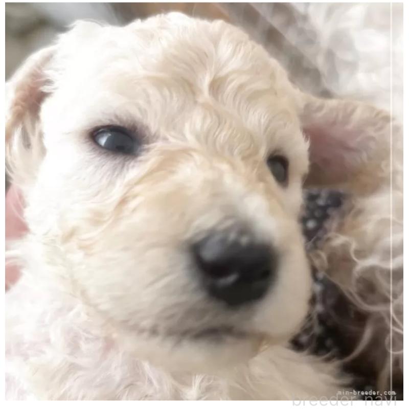 販売中の群馬県のスタンダードプードル-436927の3枚目