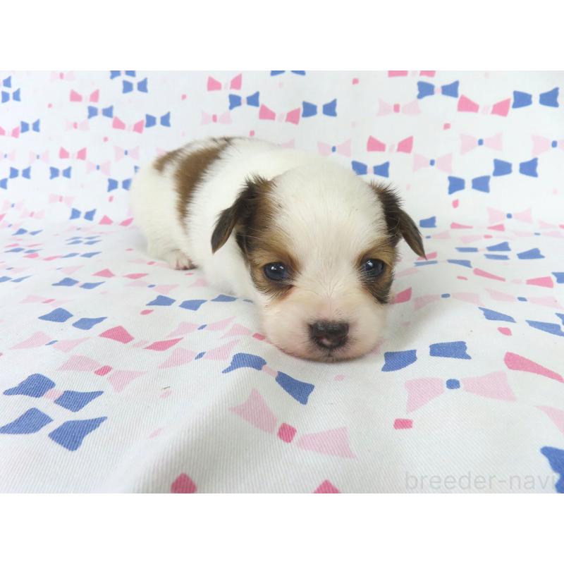 販売中の千葉県のパピヨン-436929の4枚目