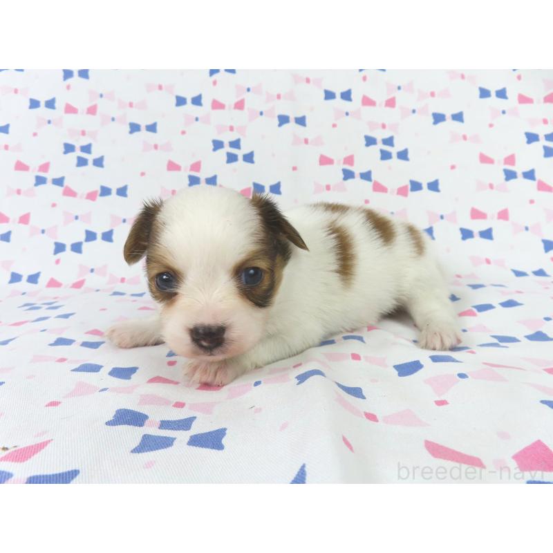 販売中の千葉県のパピヨン-436929の2枚目