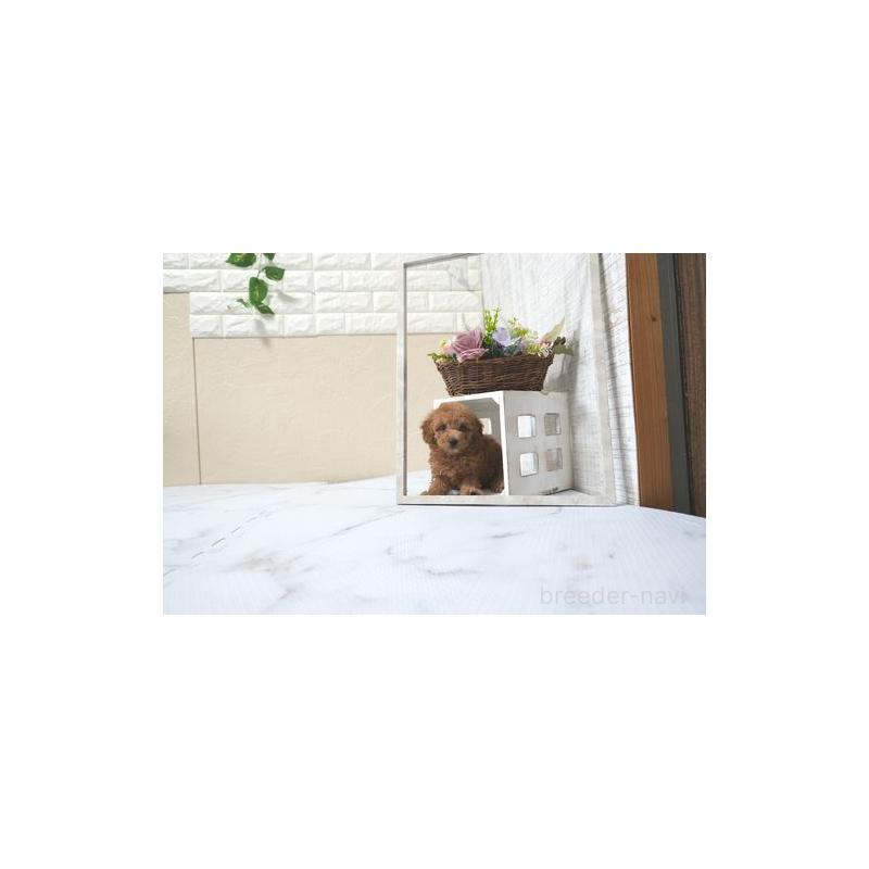 販売中の滋賀県のタイニープードル-436931の5枚目