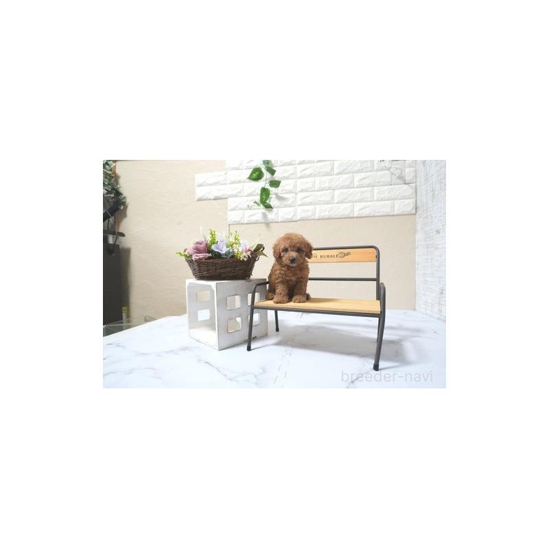 販売中の滋賀県のタイニープードル-436931の2枚目