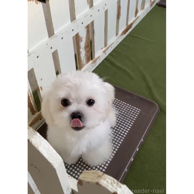 販売中の福岡県のミックス犬-403780の4枚目