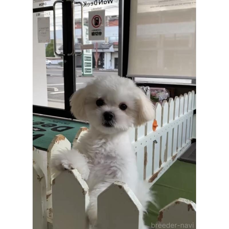 販売中の福岡県のミックス犬-403780の3枚目