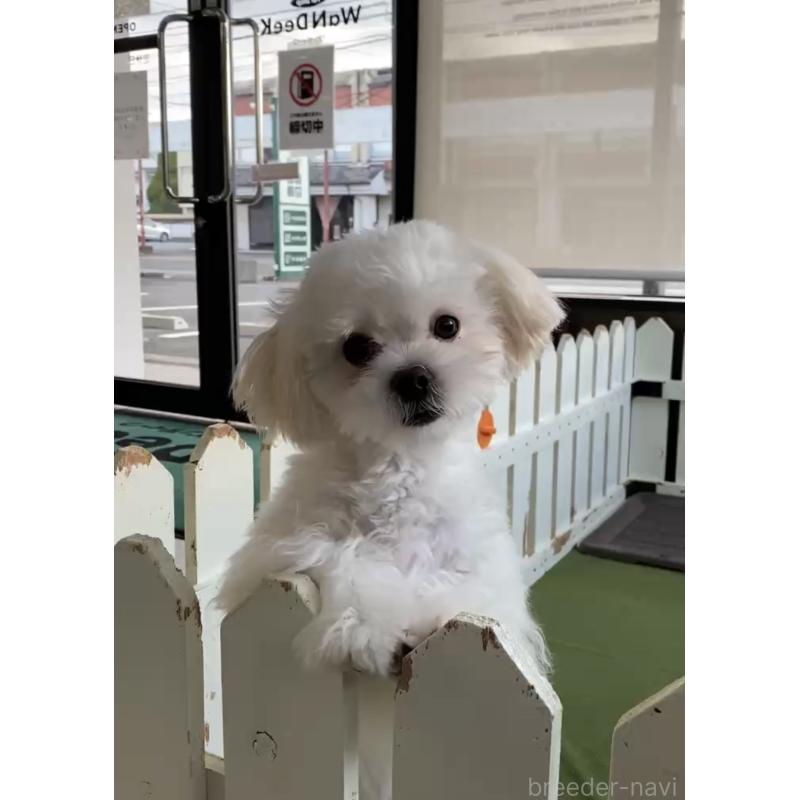 販売中の福岡県のミックス犬-403780の2枚目