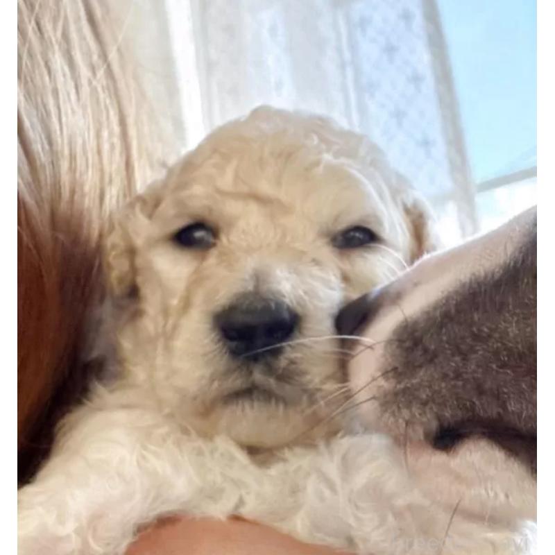 販売中の群馬県のスタンダードプードル-436932の3枚目