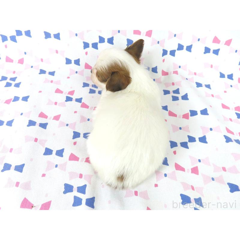 販売中の千葉県のパピヨン-436930の5枚目