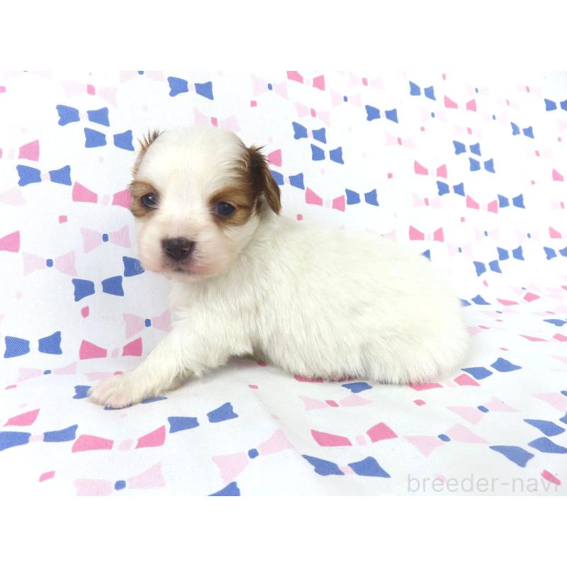 販売中の千葉県のパピヨン-436930の3枚目