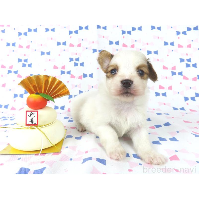 販売中の千葉県のパピヨン-436930の2枚目