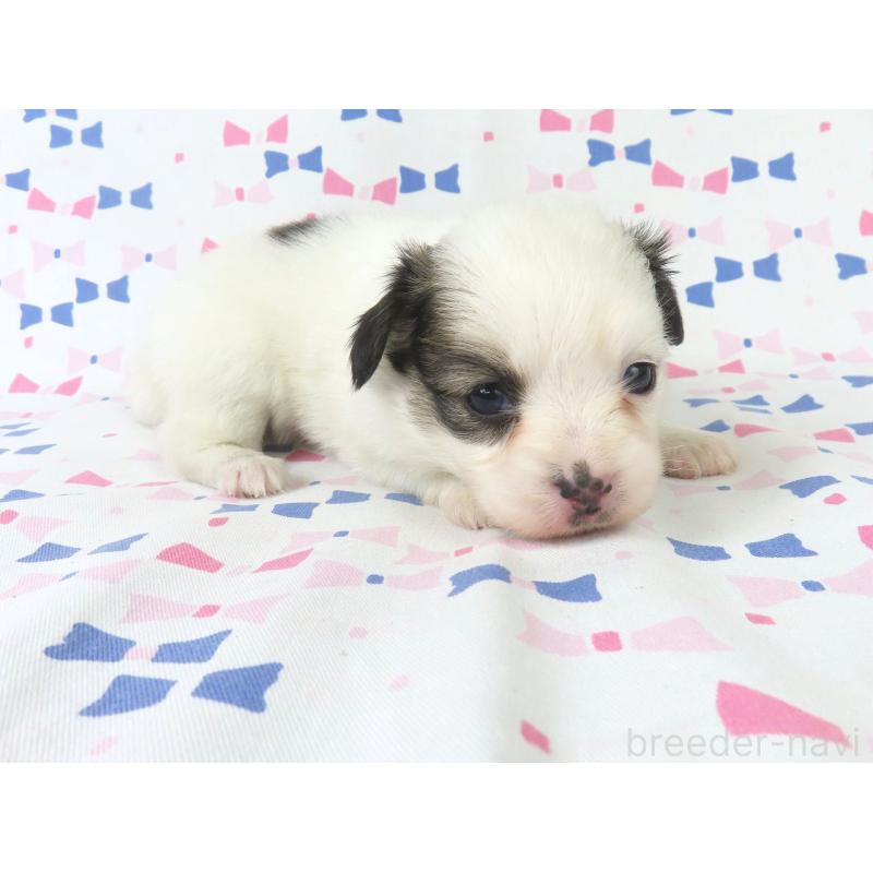 販売中の千葉県のパピヨン-436933の4枚目