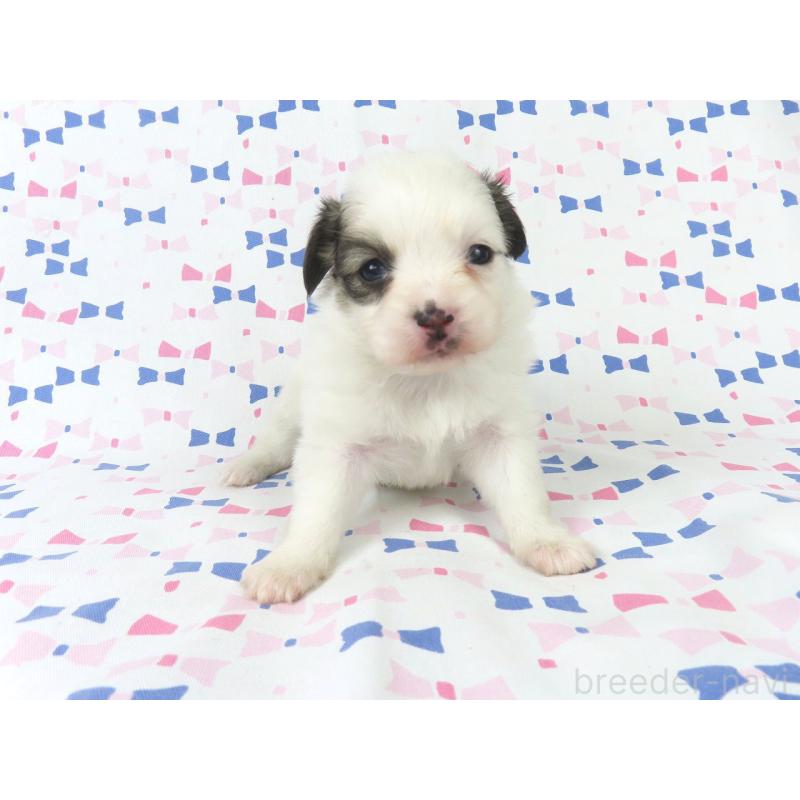 販売中の千葉県のパピヨン-436933の3枚目