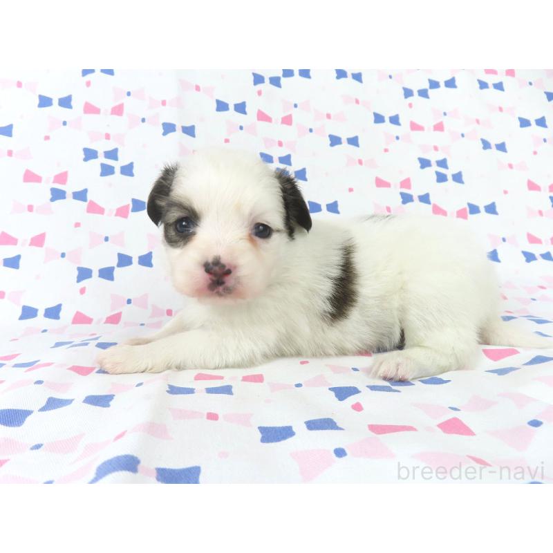 販売中の千葉県のパピヨン-436933の2枚目