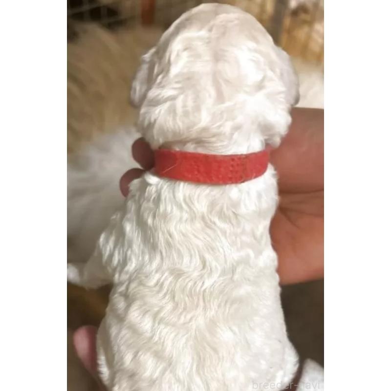 販売中の群馬県のスタンダードプードル-436935の4枚目