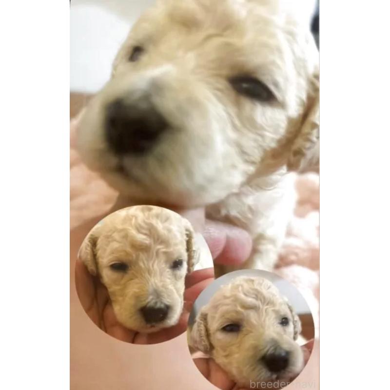 販売中の群馬県のスタンダードプードル-436935の3枚目