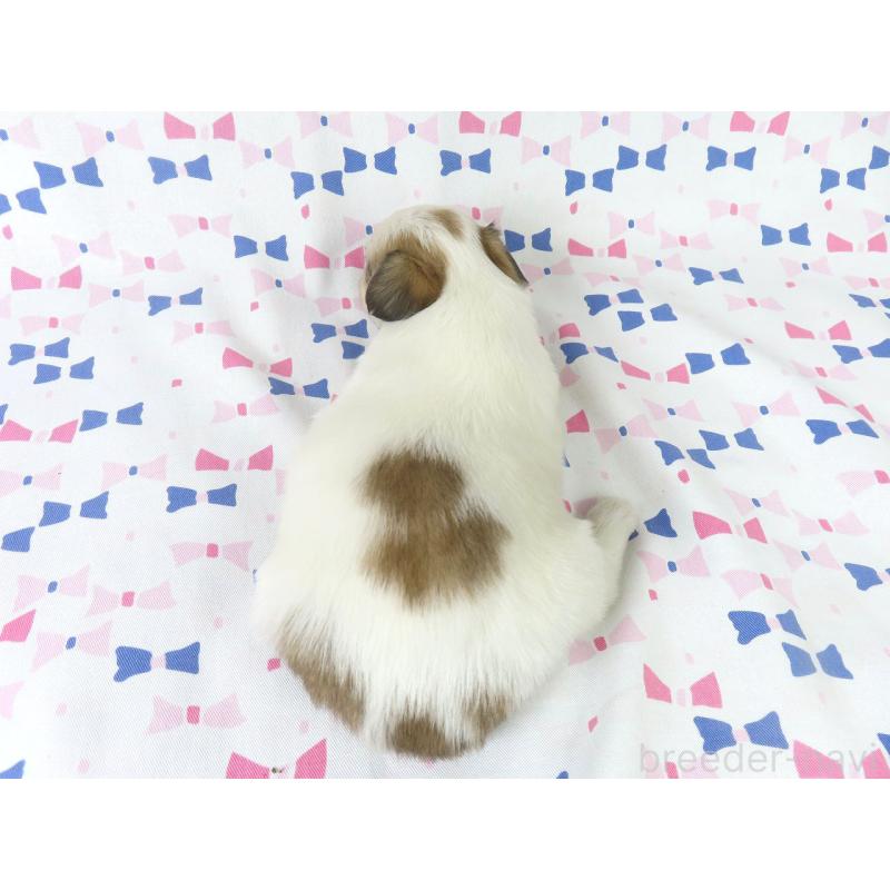 販売中の千葉県のパピヨン-436934の5枚目