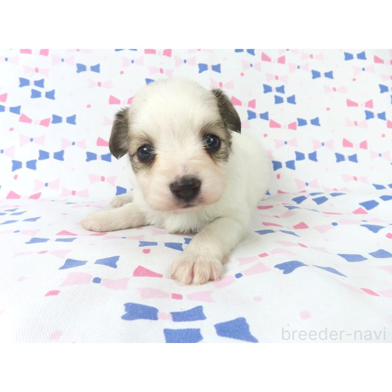 販売中の千葉県のパピヨン-436934の4枚目