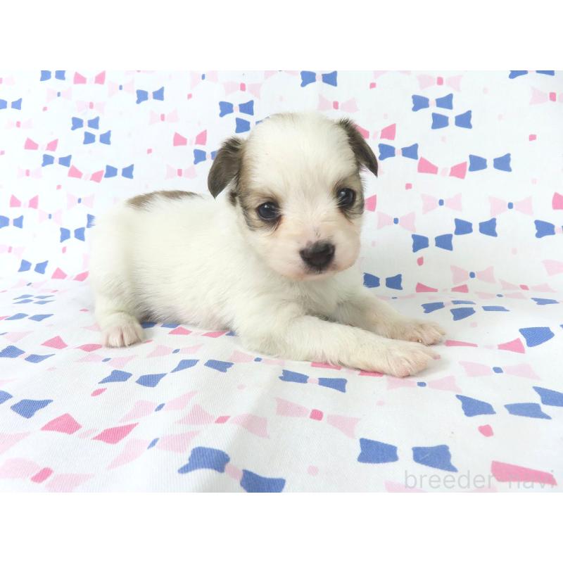 販売中の千葉県のパピヨン-436934の3枚目