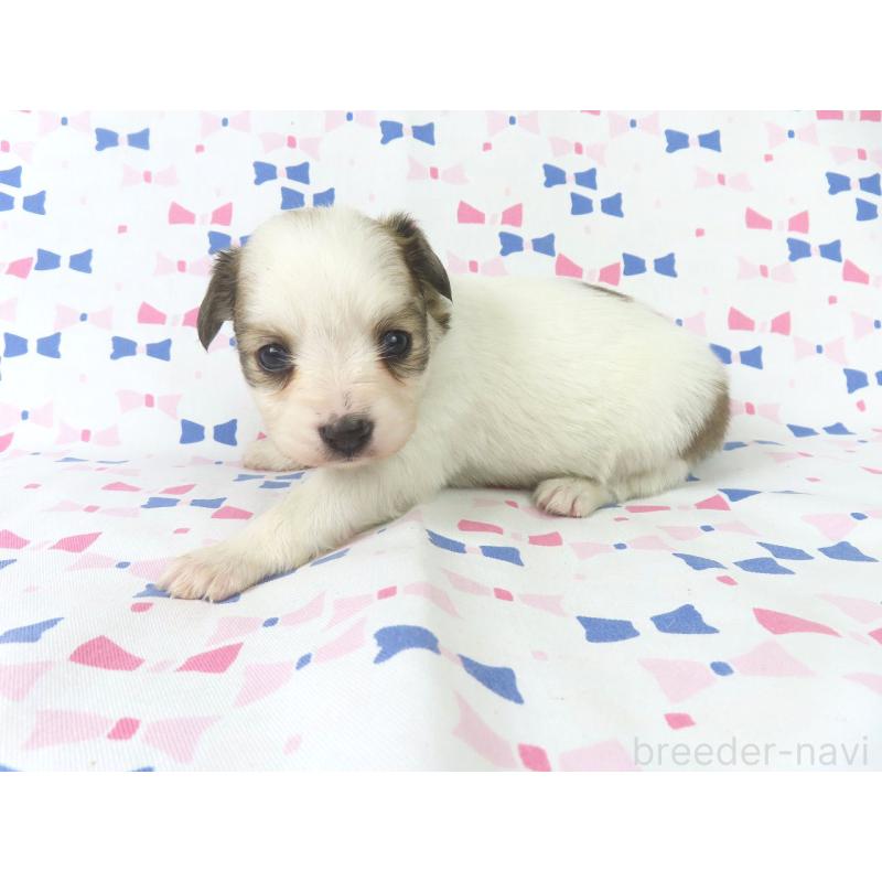 販売中の千葉県のパピヨン-436934の2枚目