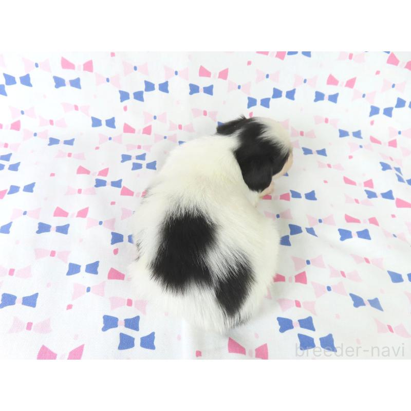 販売中の千葉県のパピヨン-436936の5枚目