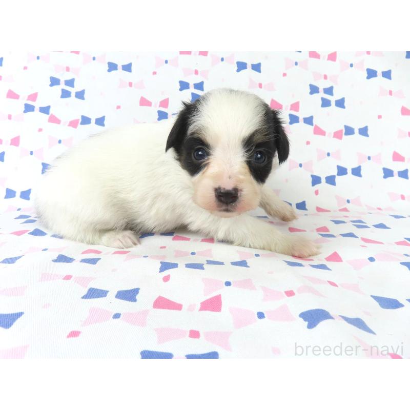 販売中の千葉県のパピヨン-436936の4枚目