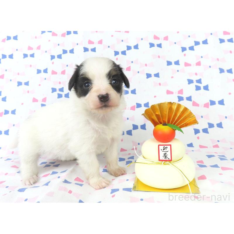 販売中の千葉県のパピヨン-436936の2枚目