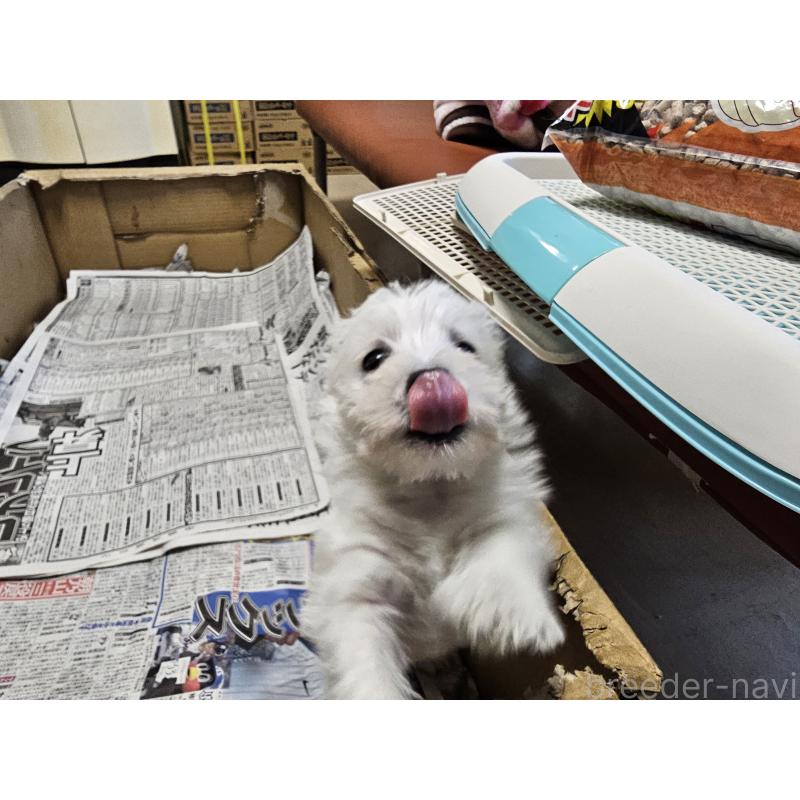 成約済の愛知県のウエストハイランドホワイトテリア(ウエスティ)-431264の5枚目