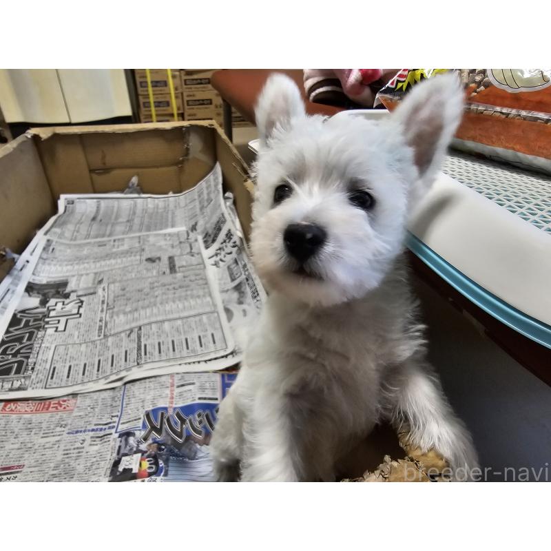 成約済の愛知県のウエストハイランドホワイトテリア(ウエスティ)-431264の4枚目