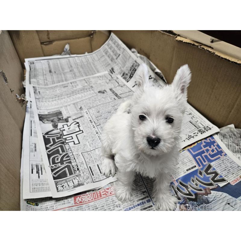 成約済の愛知県のウエストハイランドホワイトテリア(ウエスティ)-431264の3枚目