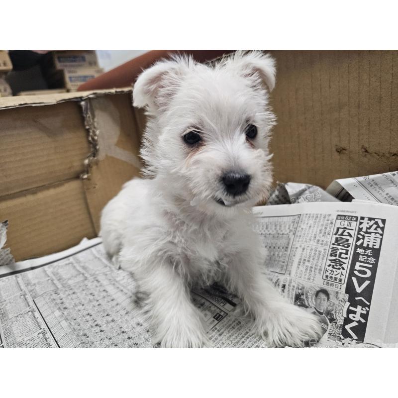成約済の愛知県のウエストハイランドホワイトテリア(ウエスティ)-434528の6枚目