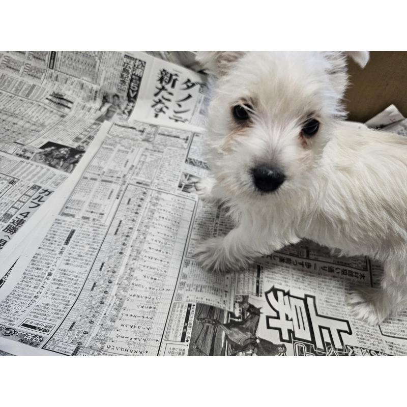 成約済の愛知県のウエストハイランドホワイトテリア(ウエスティ)-434528の2枚目