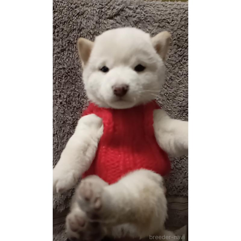 成約済の熊本県の豆柴-435170の3枚目