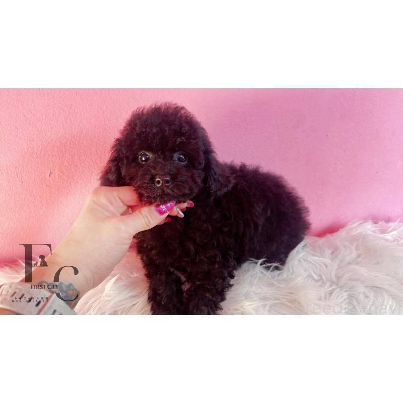 販売中の栃木県のタイニープードル-431828の2枚目