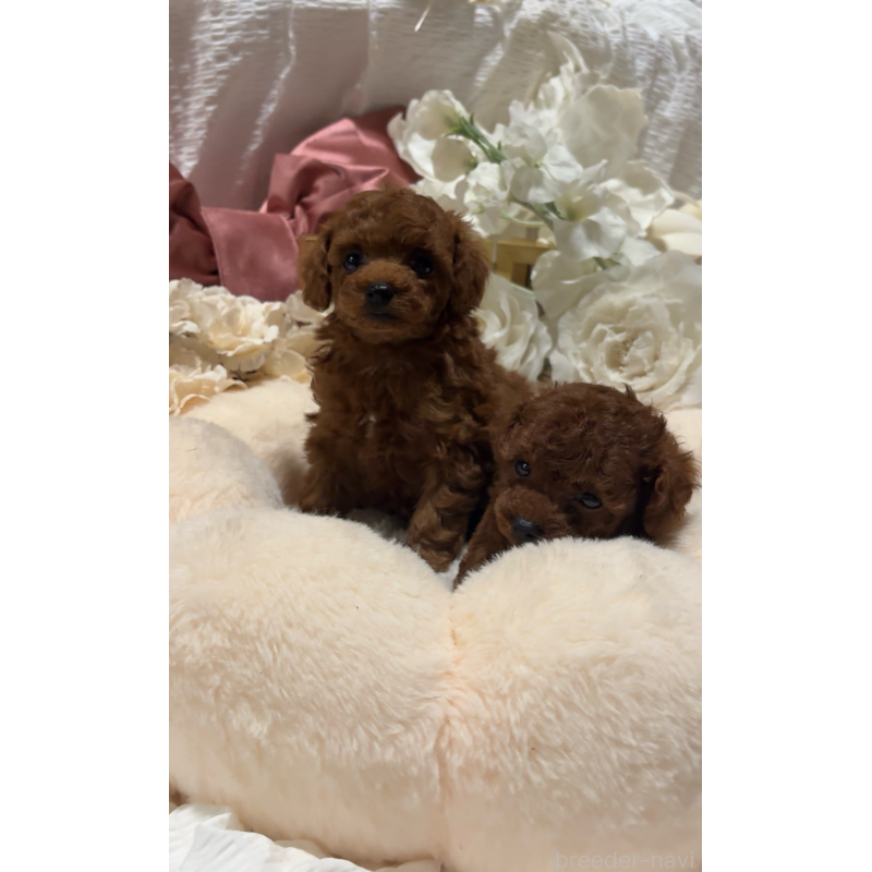 販売中の大阪府のティーカッププードル-433924の19枚目